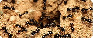 fourmis