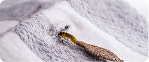 mite
